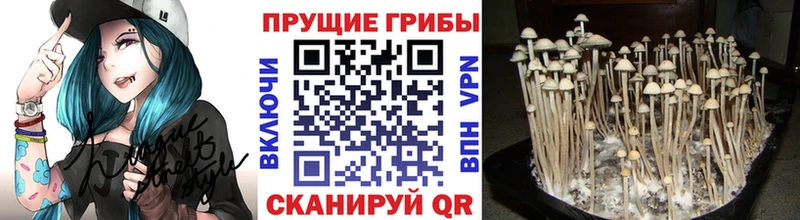 Галлюциногенные грибы GOLDEN TEACHER  наркотики  Наро-Фоминск 